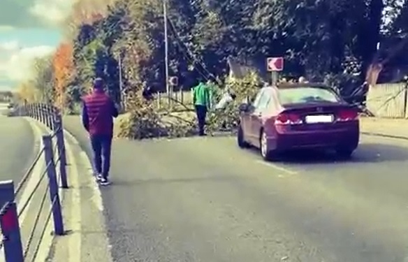 «Чудом никого не задело»: дерево упало на Волоколамском шоссе