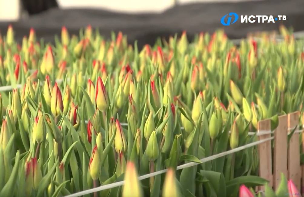 В Подмосковье вырастили около 15 миллионов цветов к 8 марта