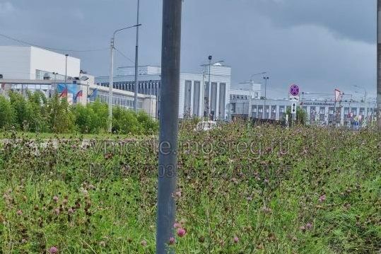 Мавританский газон у нового здания больницы превратился в непроходимые джунгли