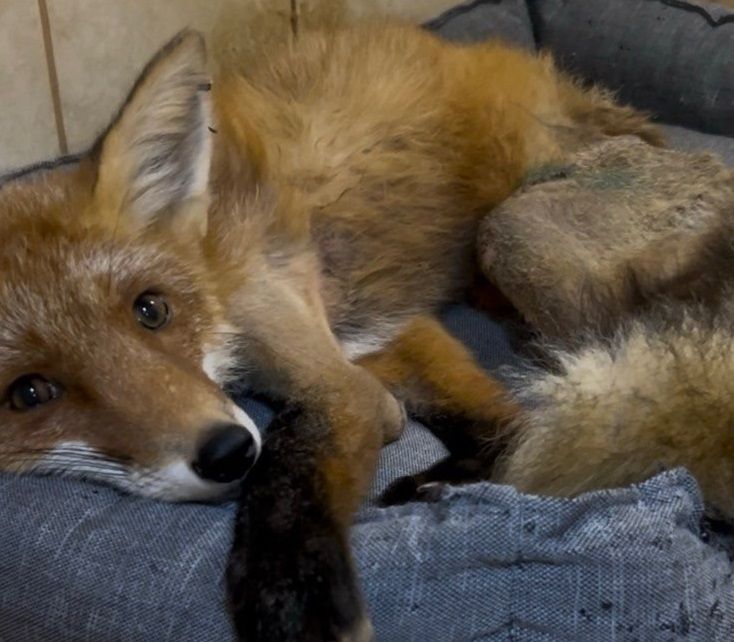 В «Лесной приют» подкинули сбитого на дороге лисёнка