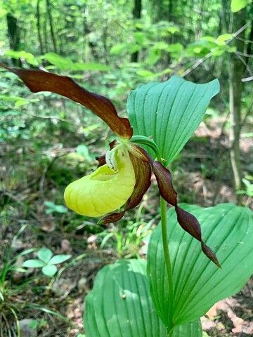 Истринский «венерин башмачок» взяли под охрану