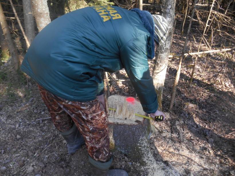  39 елей украли в истринском лесу