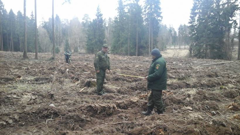 Около посёлка Холщёвики высадят новый лес