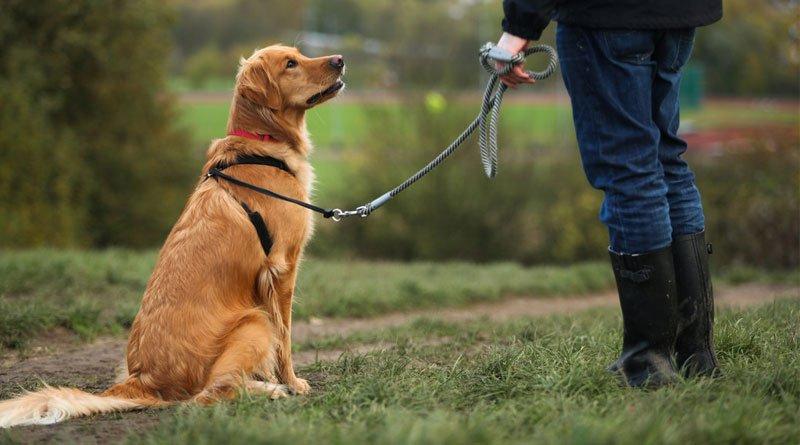В России возбуждено первое уголовное дело против владельца собаки на самовыгуле