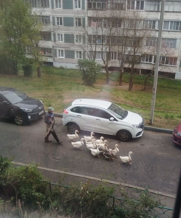 Гуси в Глебовском: проблема соседства