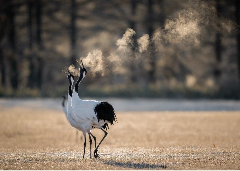 В Центре воспроизводства редких видов животных под Волоколамском появился японский журавль