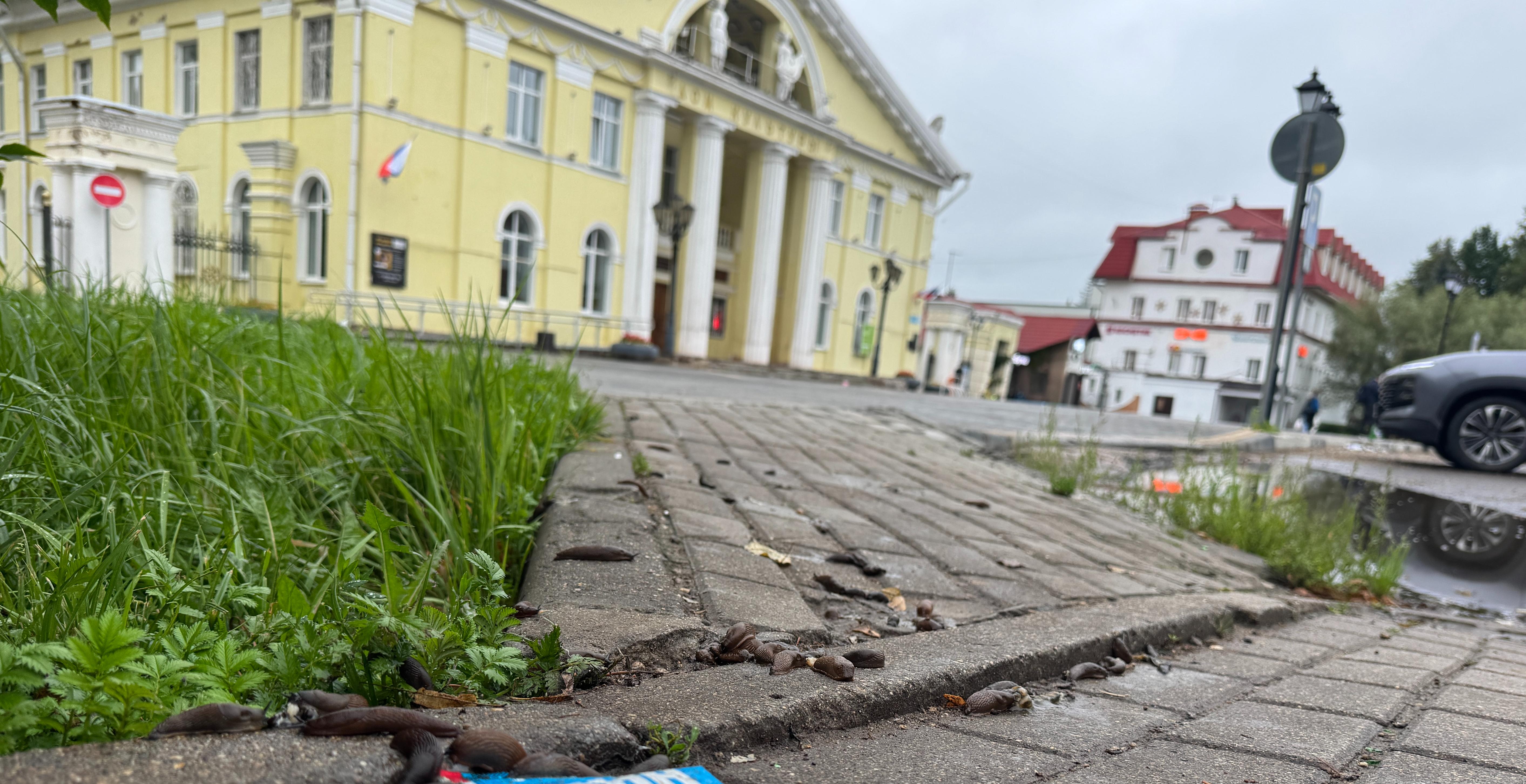 Испанские слизни добрались до центра Дедовска
