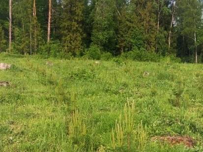 Сотрудники Истринского филиала ГКУ МО «Мособллес» проконтролировали работы по лесоводственному уходу в Деньковском участковом лесничестве.