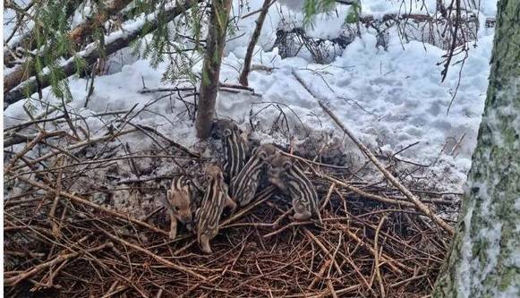 В истринском лесу обнаружили детёнышей кабанов