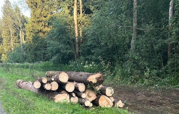 Вырубка деревьев в СНТ «Оргстроевец» вызывает опасения у жителей