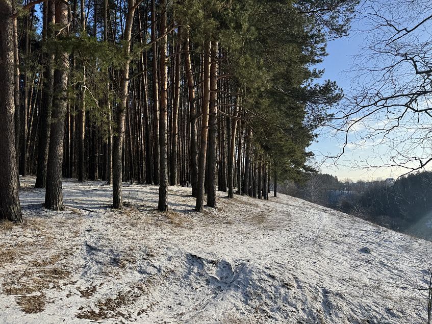 Трансформация Массовки в лесопарк обойдётся в 790 миллионов