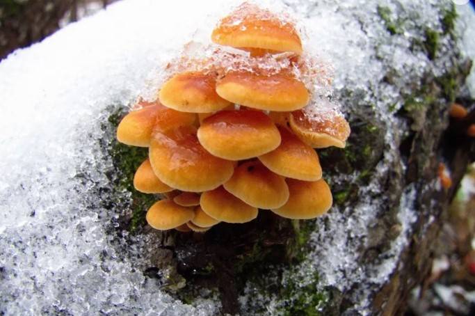 В подмосковных лесах появились грибы