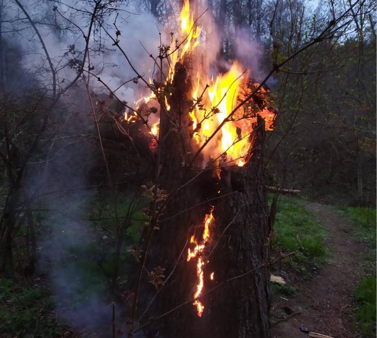 Основной виновник лесных пожаров – человек