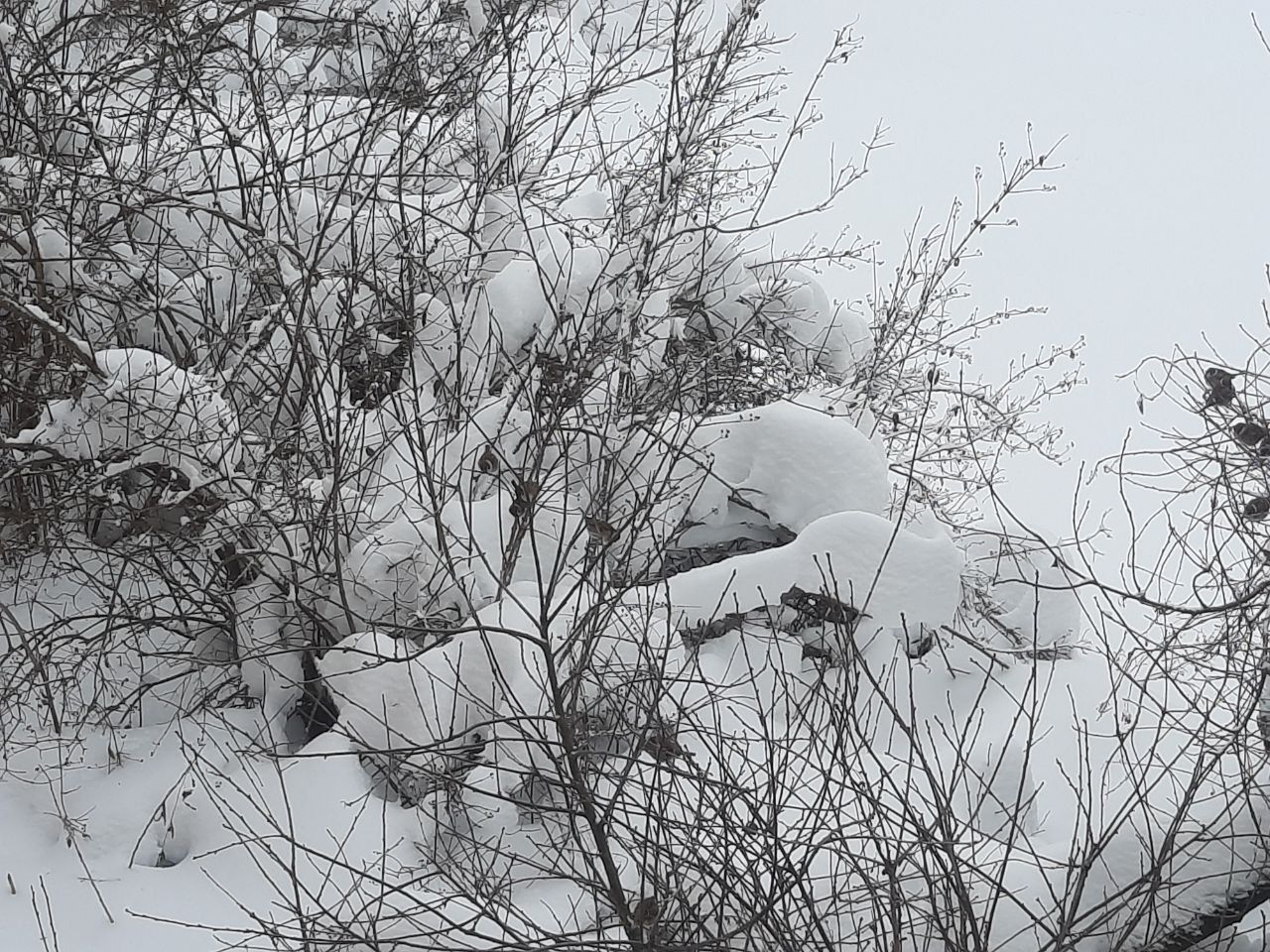 Проверка снегопадом 