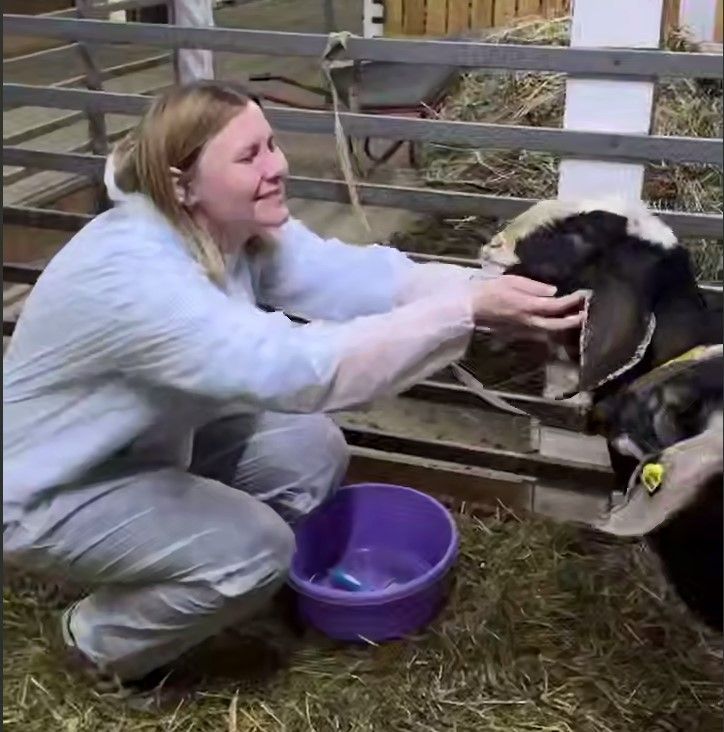 Фермерский козлик готов гармонизировать вашу жизнь