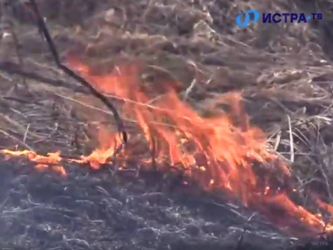 Больше 7 га молодого леса сгорело в Истре в минувшие выходные