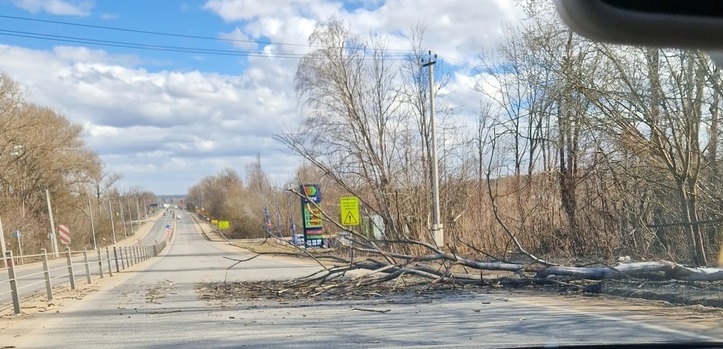 Вблизи Истры на Волоколамском шоссе упало дерево