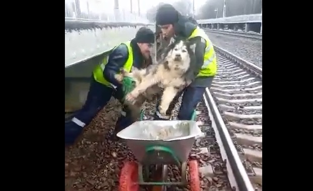 Волонтёры борются за жизнь пса, сбитого поездом вблизи платформы Чеховская
