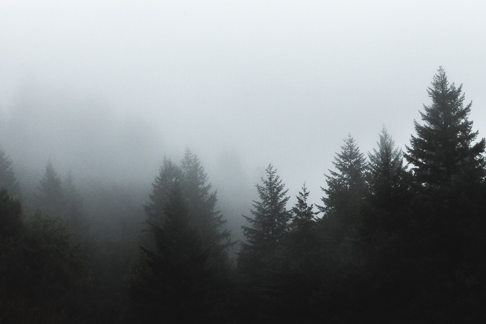beautiful-shot-of-fog-covering-pine-trees.jpg