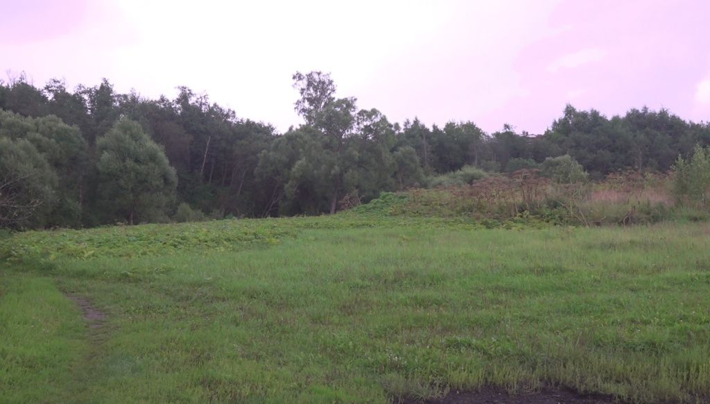 поле борщевика.jpg