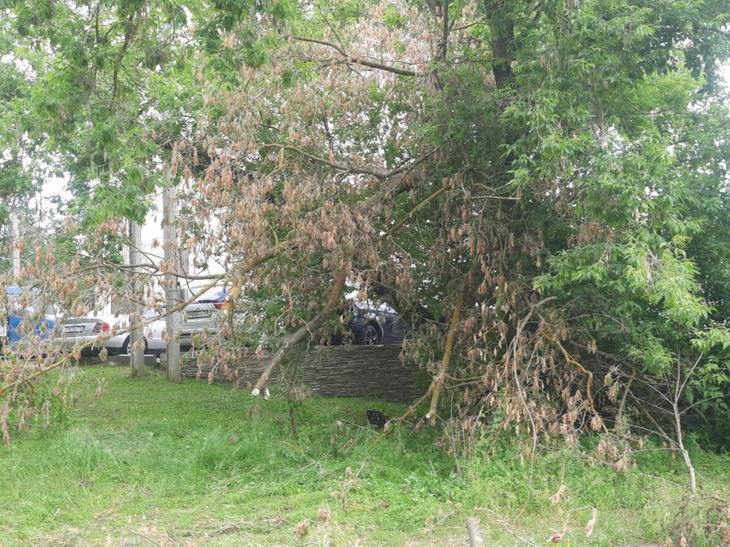 день города сухостой.jpg