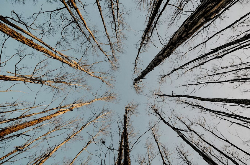 Почти 2 000 аварийных деревьев убрали в лесах Подмосковья с января