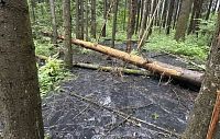 Лесу и роднику в Ивановском угрожает экологическая катастрофа  