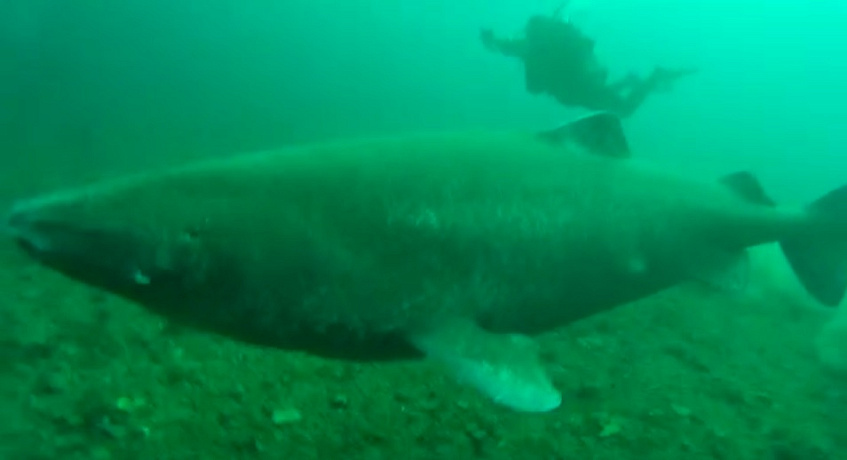 Дайверы сняли на видео гренландскую полярную акулу