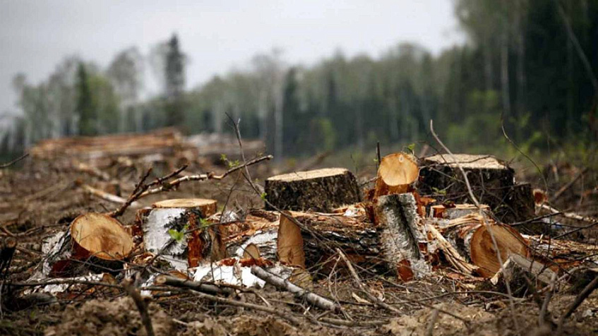 Десятки деревьев вырубили под корень