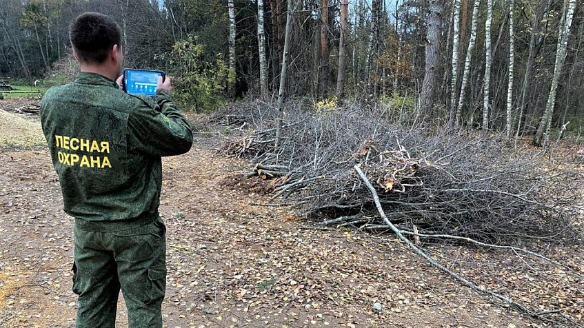 Вблизи Опушкино без документов вырубили 31 дерево