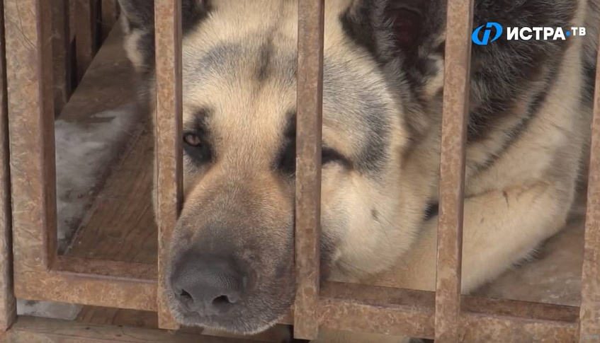 Около сотни бродячих собак отловили в Истринском округе