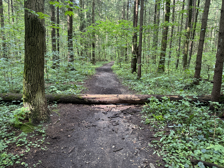 Лесничие провели субботник вблизи Селиванихи