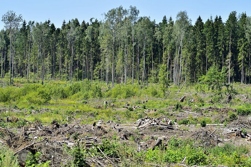 Жители выступили против массовой вырубки вблизи деревни Алёхново