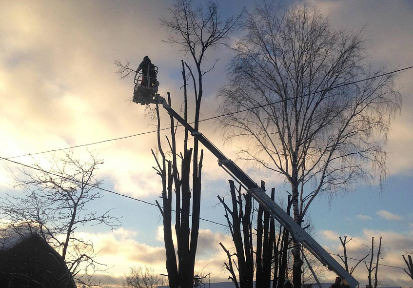 С начала года истринские коммунальные службы провели вырубку 20 аварийных деревьев