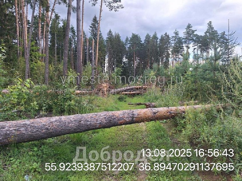 Лесоповал обнаружили жители вблизи деревни Рычково