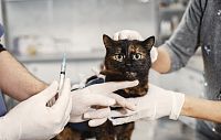 Бесплатная выездная вакцинация животных от бешенства
