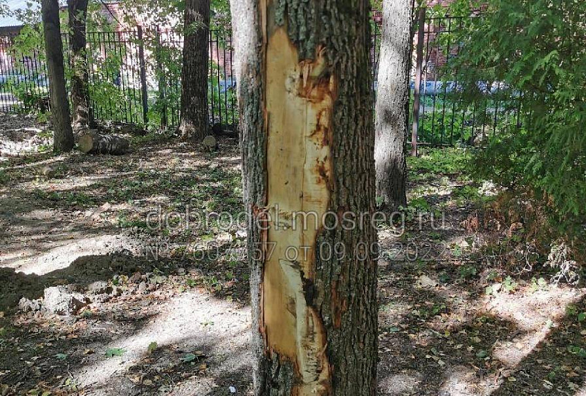 Дедовчане заметили повреждения деревьев при благоустройстве 