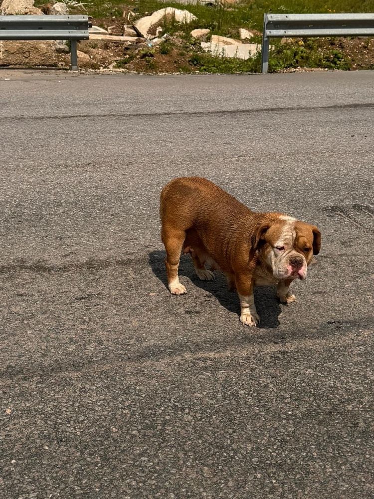 Пропала собака