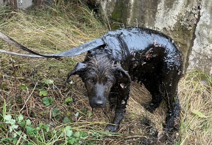 В Павловской Слободе спасатели вытащили собаку из мазута