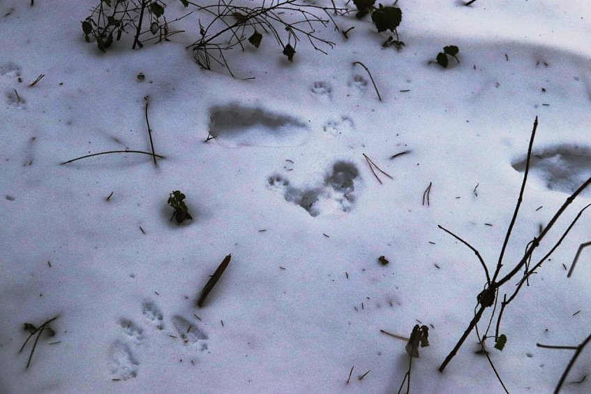 В лесу Павловской Слободы нашли следы пребывания куниц, лис, белок и лосихи