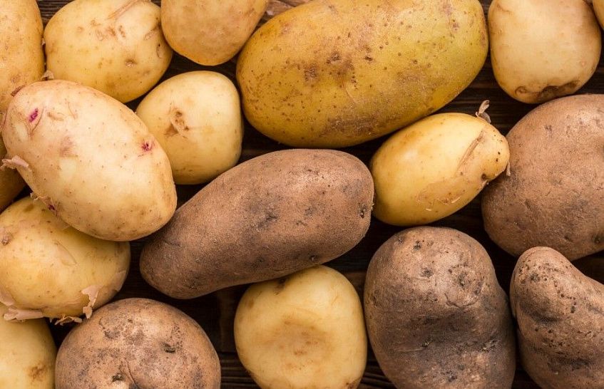 В Подмосковье собрали более 200 тысяч тонн картофеля