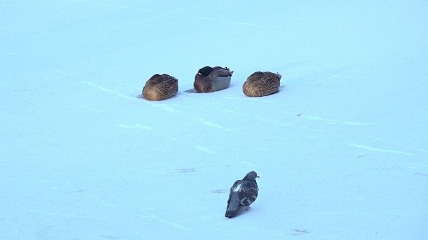 Пруд замёрз, утки остались. Чем помочь?