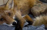 В «Лесной приют» подкинули сбитого на дороге лисёнка