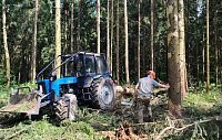 В Истринском лесничестве приступили к санитарной уборке