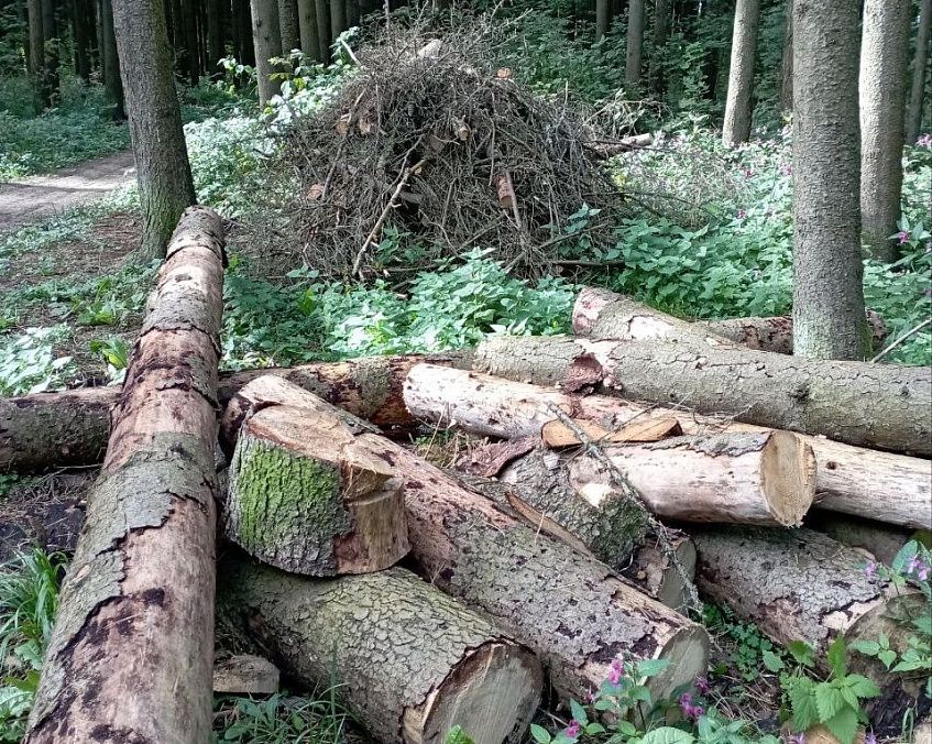 Лес расчистят руками неравнодушных глебовчан