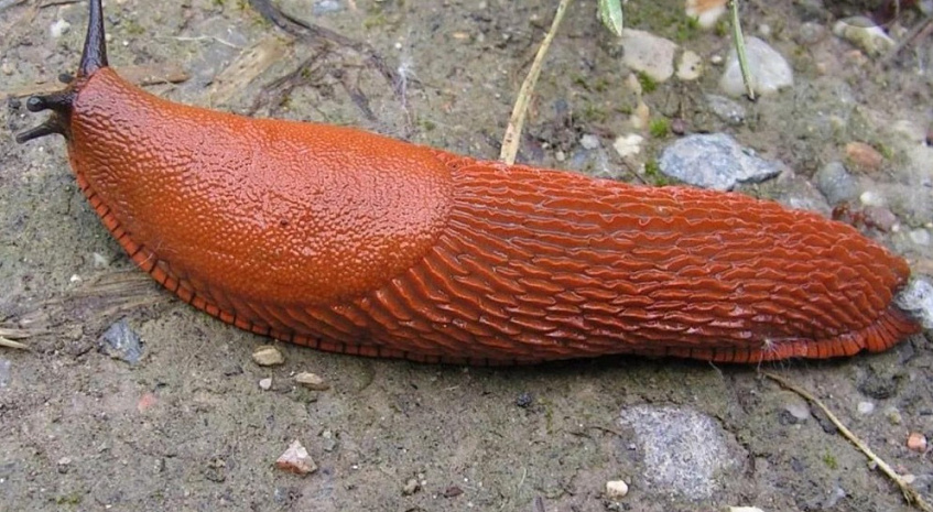 Подмосковные дачники жалуются на нашествие испанских слизней