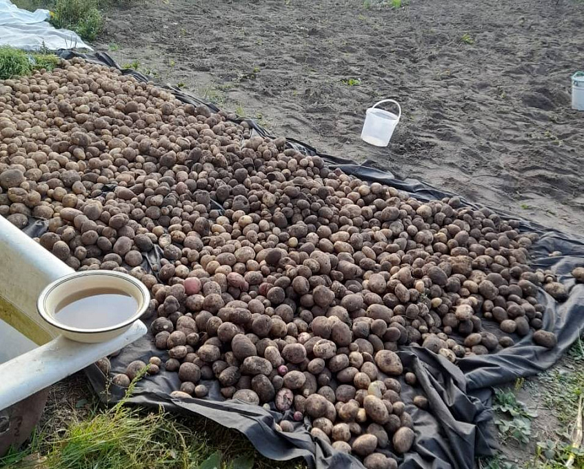 Средняя урожайность картофеля в Подмосковье составляет 319 ц/га