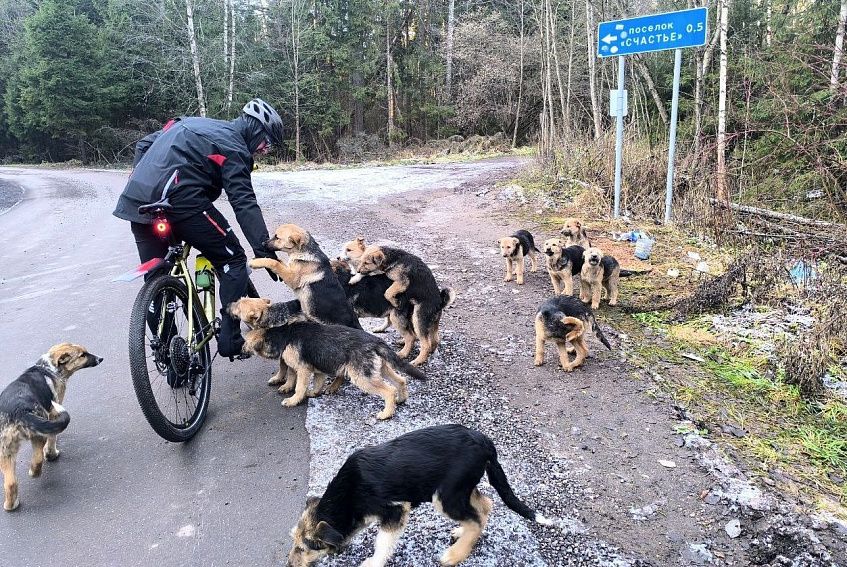 12 щенков выбросили прямо на дорогу вблизи Лукино