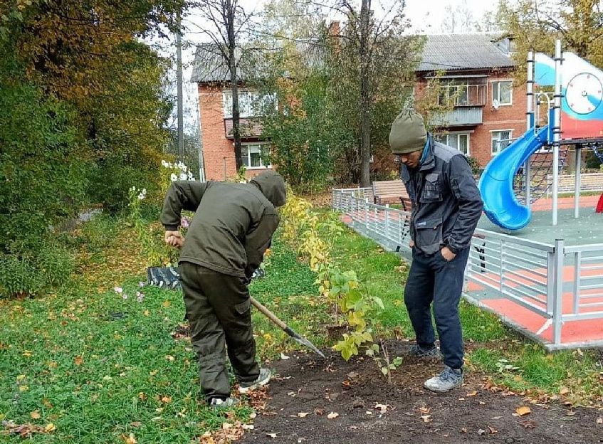 В благоустроенном дворе в Курсаково озеленение пришлось проводить повторно