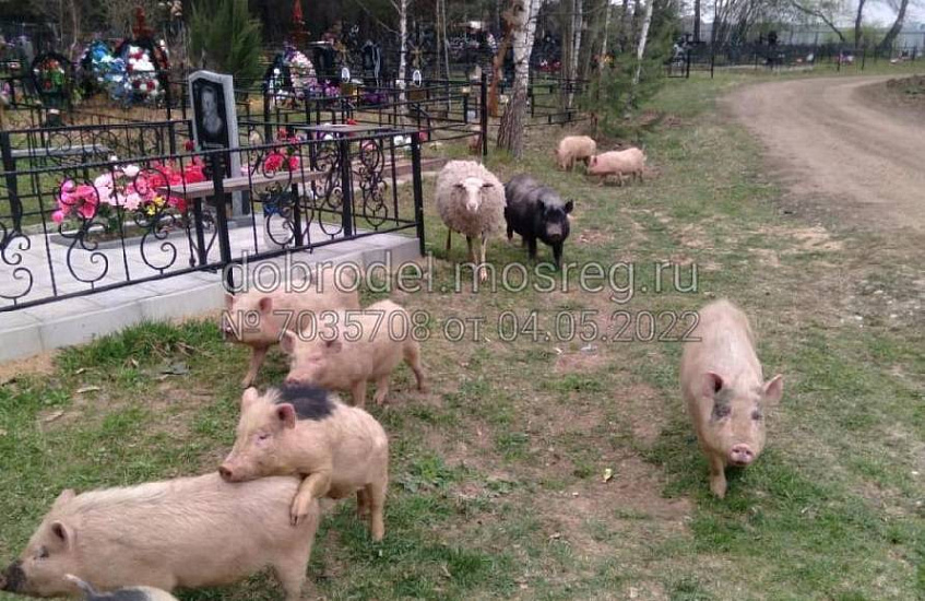 Истринцы в шоке: свиньи пасутся на кладбище, коровы — на пляже
